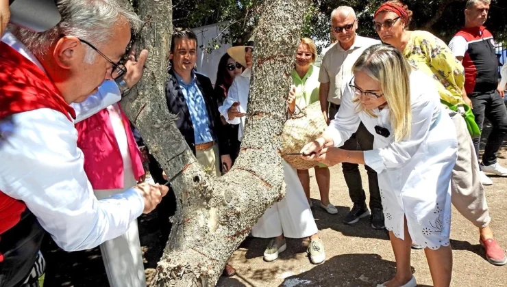 Çeşme’de Coğrafi İşaretli Sakız Ağaçlarında Hasat Hazırlıkları Sürüyor