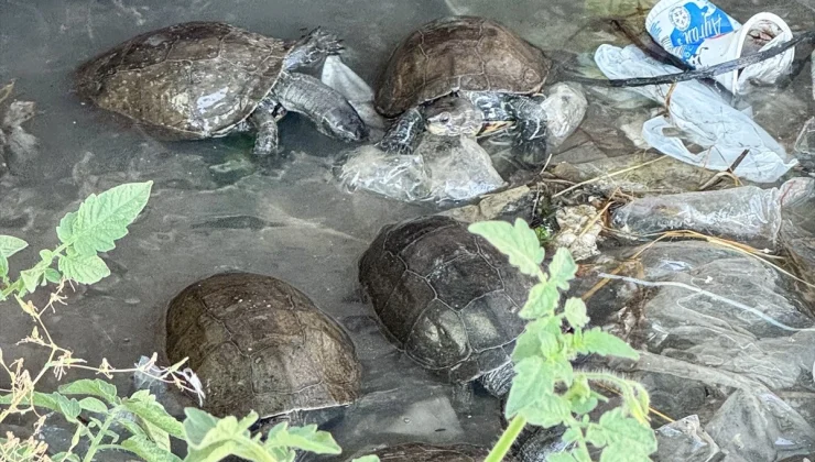 Çeşme’deki Kaplumbağalar Kirlilik Tehdidi Altında