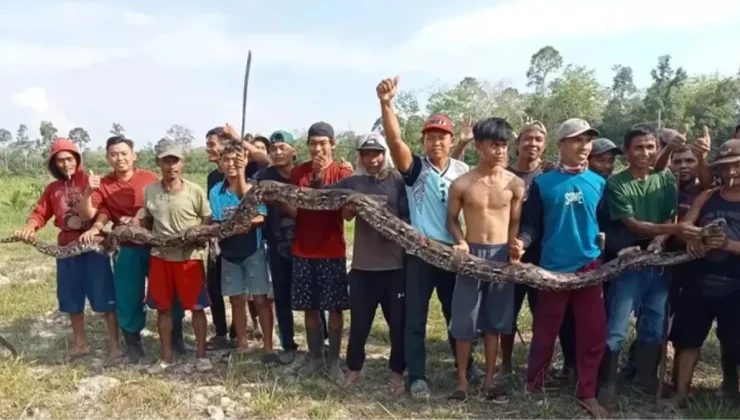 Endonezya’da 5 metre uzunluğundaki yılan, yaşlı kadını yuttu